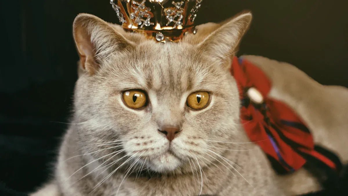 5 signs - your cat is spoiled - Catlink EU