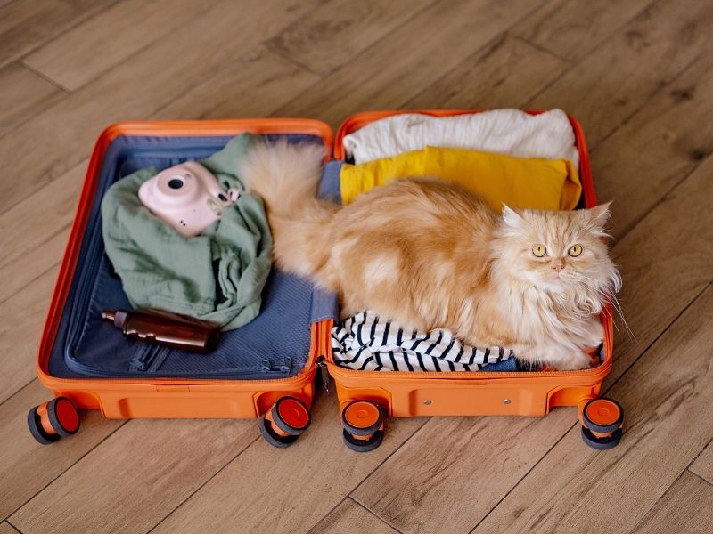 Travel With Confidence: What a Smart Litter Box App Does for You and Your Cat - Catlink EU