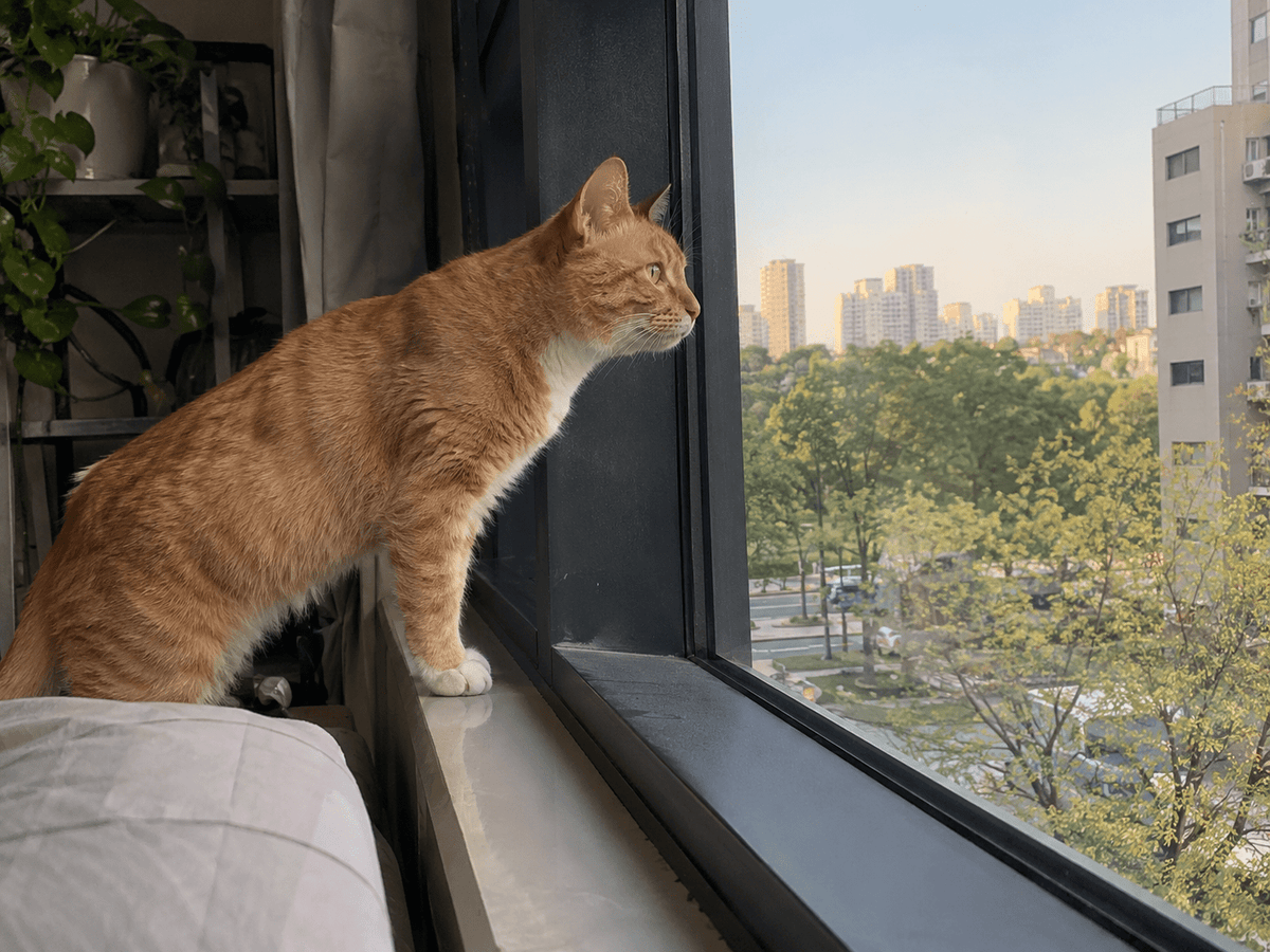 What Do Cats Do When You‘re Not Home? - Catlink EU
