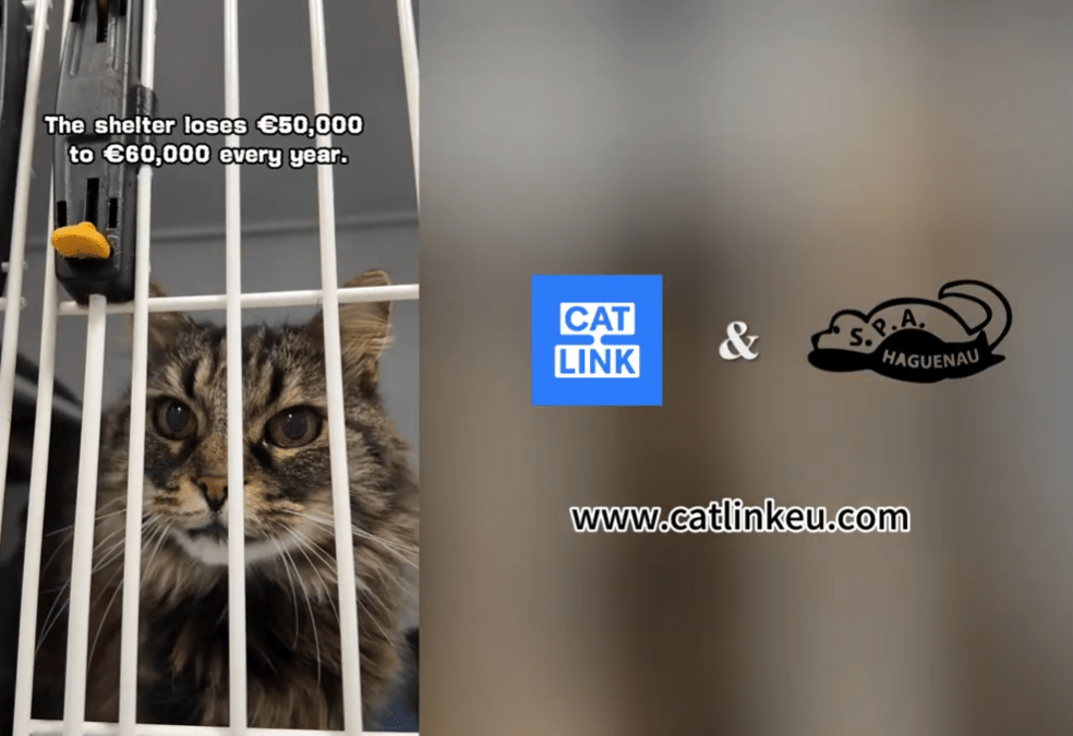 What is the Best and Most Responsible Way to Rehome a Cat? - Catlink EU