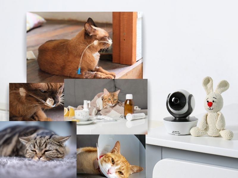 Why a Cat Camera in litter box is Your Pet's Silent Guardian